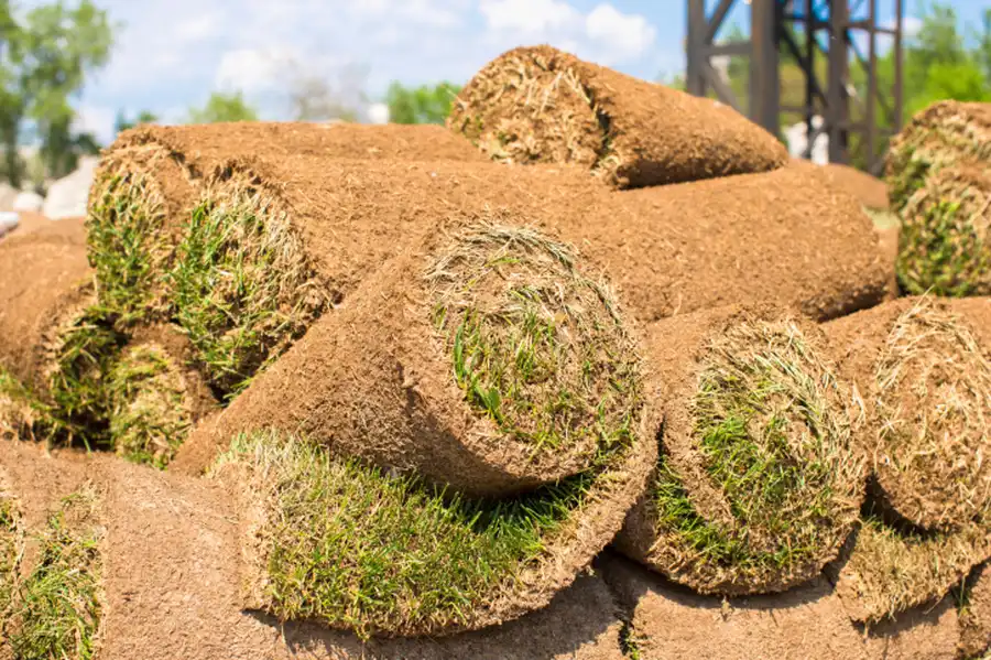 Establishing New Sod Timeframe in Midlothian, IL