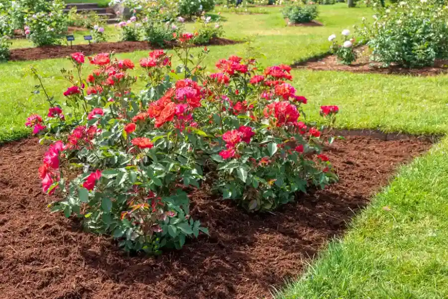 How Mulch Installation Enhances Landscape Appearance in Midlothian, IL How Mulch Installation Enhances Landscape Appearance in Midlothian, IL