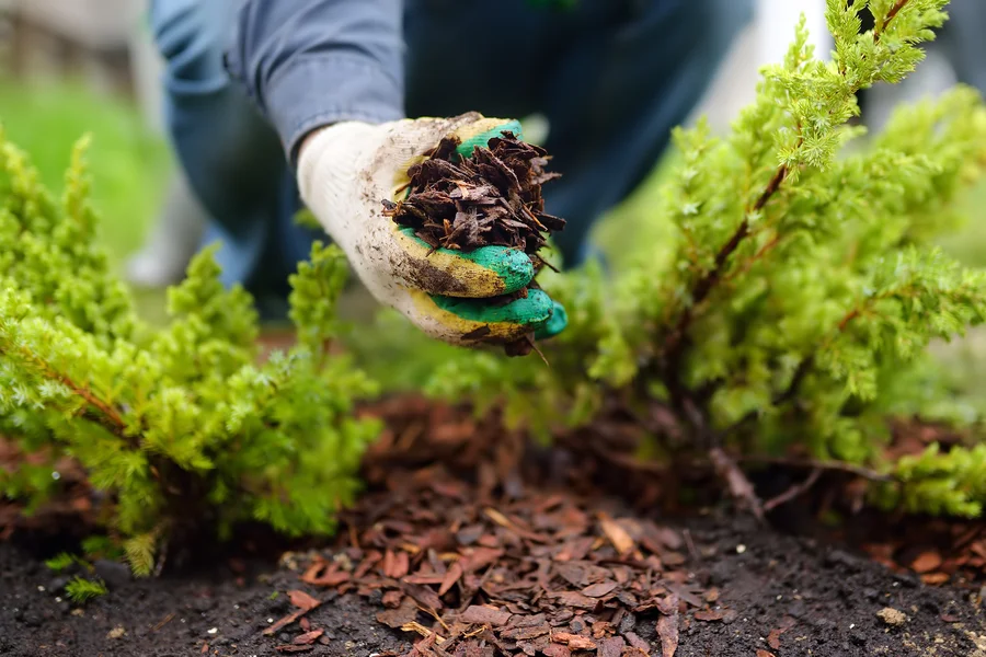 How Mulch Installation Supports Soil Moisture Retention in Midlothian, IL How Mulch Installation Supports Soil Moisture Retention in Midlothian, IL
